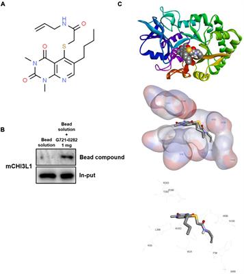 G721-0282 Exerts Anxiolytic-Like Effects on Chronic Unpredictable Mild Stress in Mice Through Inhibition of Chitinase-3-Like 1-Mediated Neuroinflammation